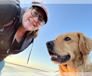 Golden Retriever Dog Breeder near SAN MARCOS, TX, USA