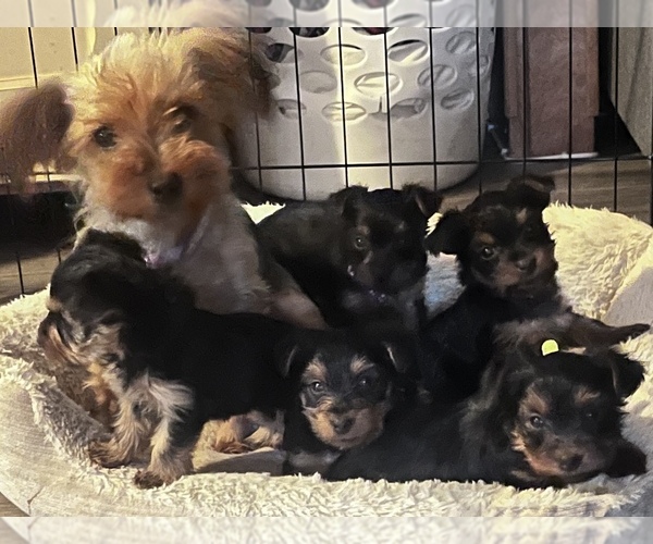 Medium Photo #1  Breeder Profile in MOUNTAIN GRV, MO, USA