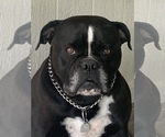 Small #22 Breeder Profile image