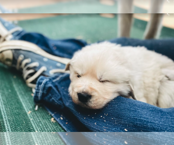 Medium Photo #3  Breeder Profile in JUNCTION CITY, OR, USA