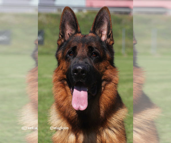 Medium Photo #9  Breeder Profile in WILDOMAR, CA, USA