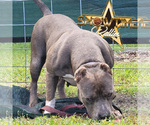 Small Photo #13  Breeder Profile in CLEARWATER, FL, USA