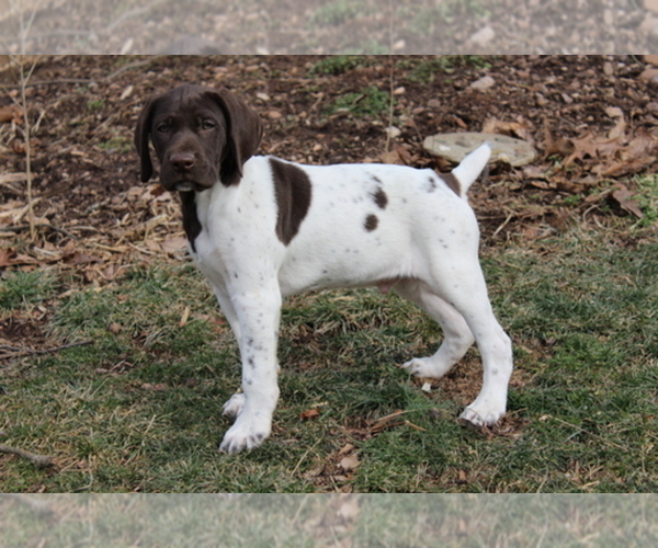 Medium Photo #1  Breeder Profile in BLAINSPORT, PA, USA