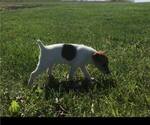 Small Photo #7  Breeder Profile in KINGSVILLE, MO, USA