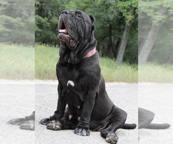 Medium Photo #35  Breeder Profile in SAN MARCOS, TX, USA