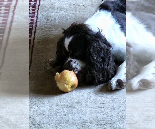 Medium Photo #1  Breeder Profile in FANCY GAP, VA, USA