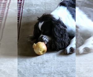 Cocker Spaniel Dog Breeder near FANCY GAP, VA, USA