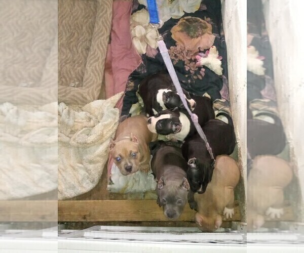 Medium Photo #2  Breeder Profile in DETROIT, MI, USA