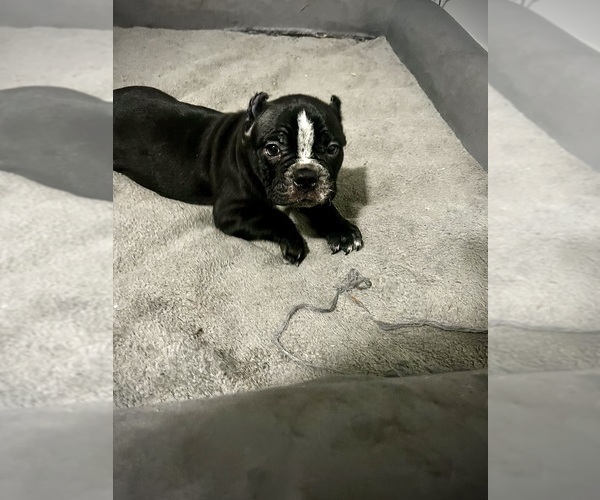 Medium Photo #1  Breeder Profile in IRVINGTON, NJ, USA