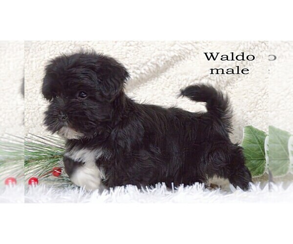 Medium Photo #3  Breeder Profile in CLARE, MI, USA