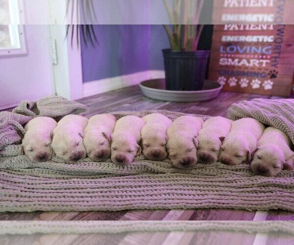Medium Photo #39  Breeder Profile in URBANA, OH, USA