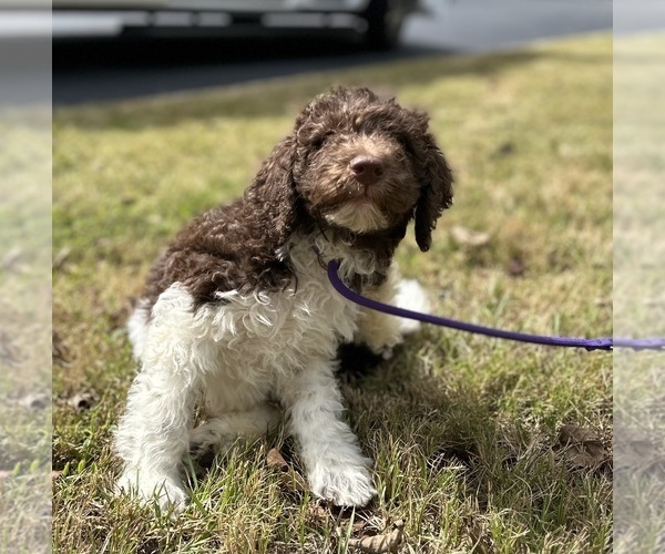 Medium Photo #14  Breeder Profile in BRANDON, FL, USA