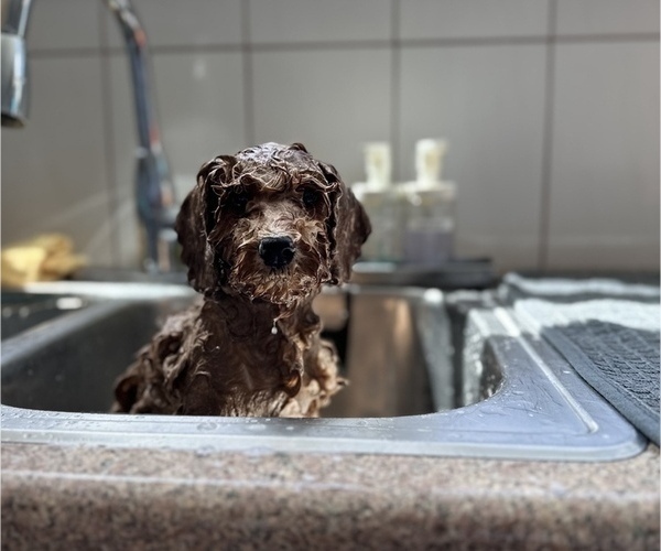 Medium Photo #7  Breeder Profile in DALY CITY, CA, USA