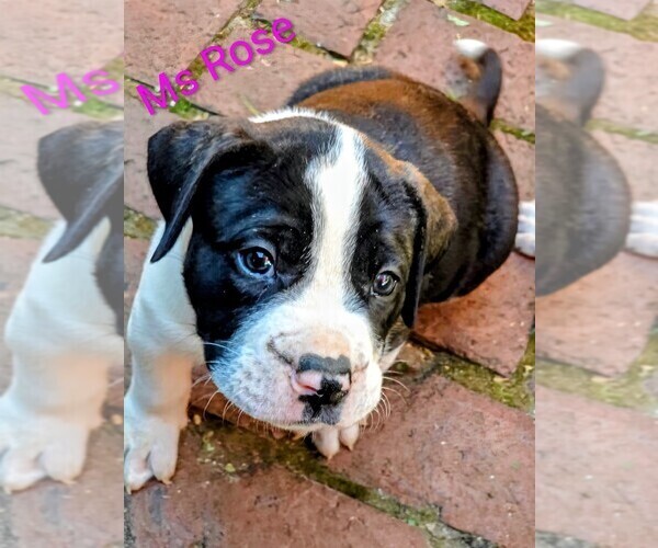 Medium Photo #4  Breeder Profile in PHILADELPHIA, PA, USA