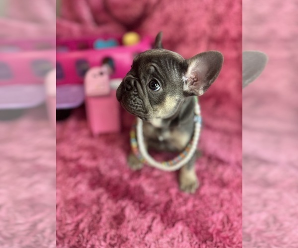 Medium Photo #31  Breeder Profile in JEFFERSONVILLE, IN, USA