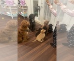 Small breeder photo
