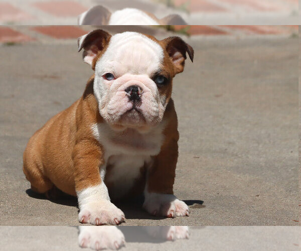 Medium Photo #6  Breeder Profile in FALLBROOK, CA, USA