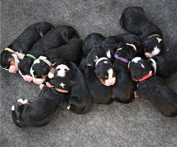 Medium Photo #1  Breeder Profile in ELMWOOD, IL, USA