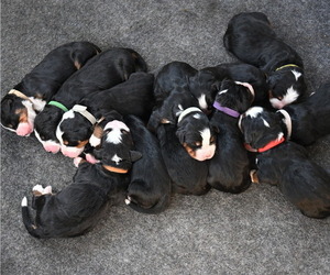 Bernedoodle Dog Breeder near ELMWOOD, IL, USA