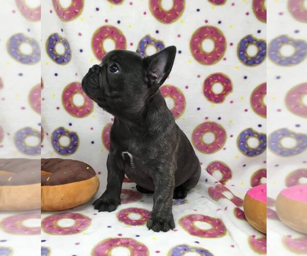 Medium Photo #10  Breeder Profile in EVERETT, WA, USA