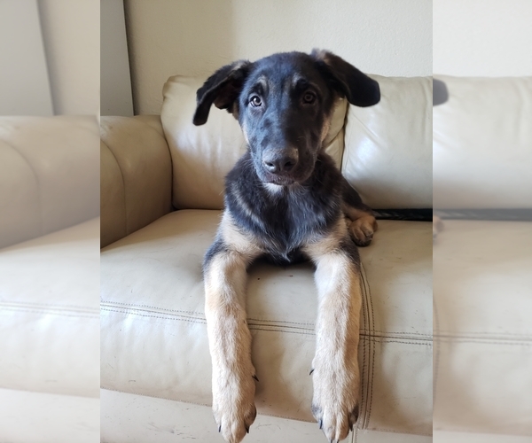 Medium Photo #1  Breeder Profile in HAYWARD, CA, USA