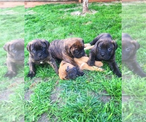 Bullmastiff Dog Breeder near BRENTWOOD, CA, USA
