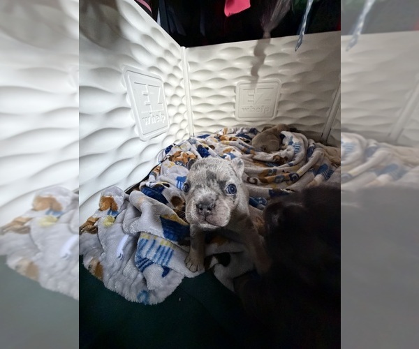 Medium Photo #55  Breeder Profile in EASTON, PA, USA