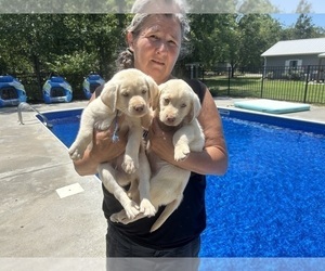 Labrador Retriever Dog Breeder near WINDSOR, SC, USA