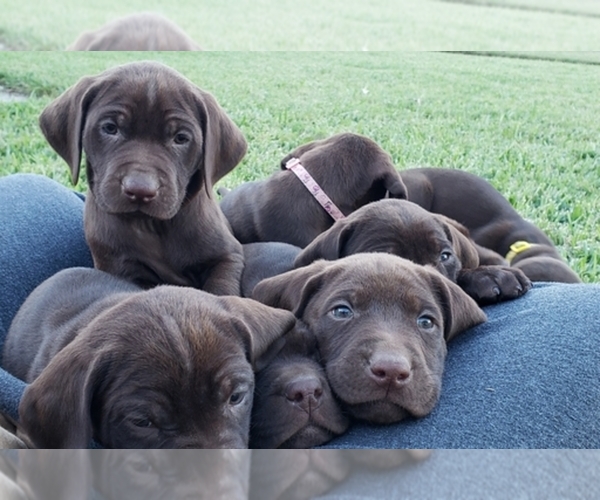 Medium Photo #1  Breeder Profile in CORPUS CHRISTI, TX, USA