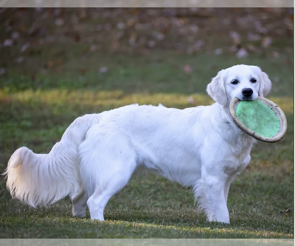 Medium Photo #7  Breeder Profile in PASADENA, MD, USA