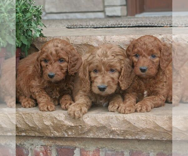 Medium Photo #1  Breeder Profile in WOLCOTT, IN, USA