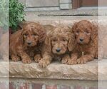 Small breeder photo
