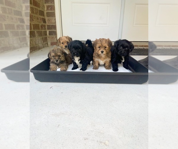 Medium Photo #1  Breeder Profile in ATLANTA, GA, USA