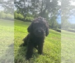 Small #2 Breeder Profile image