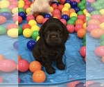 Small #62 Breeder Profile image