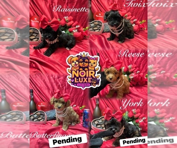 Medium Photo #8  Breeder Profile in PENNSAUKEN, NJ, USA