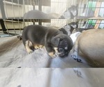 Small #44 Breeder Profile image