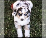 Small Photo #10  Breeder Profile in SANDY VALLEY, NV, USA