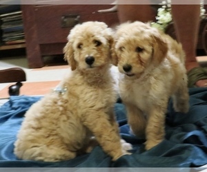 Goldendoodle Dog Breeder in LIVE OAK,  USA