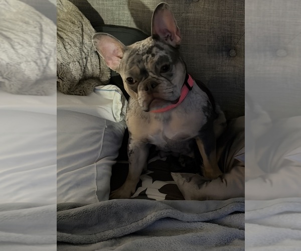Medium Photo #16  Breeder Profile in GAHANNA, OH, USA