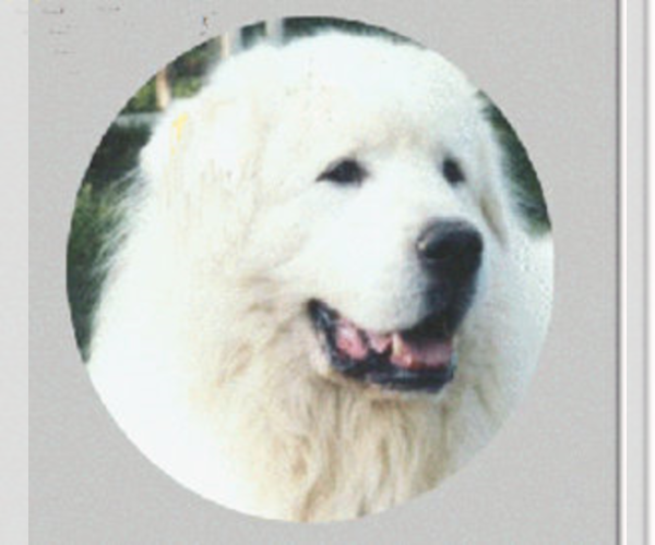 Medium Photo #1  Breeder Profile in MAYNARD, AR, USA