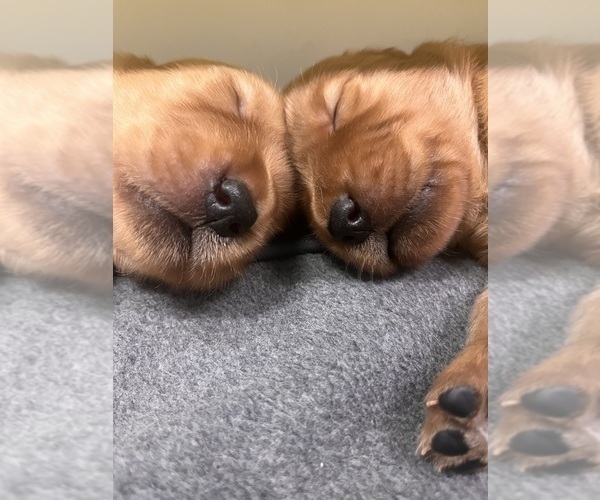 Medium Photo #11  Breeder Profile in SHINGLE SPRINGS, CA, USA