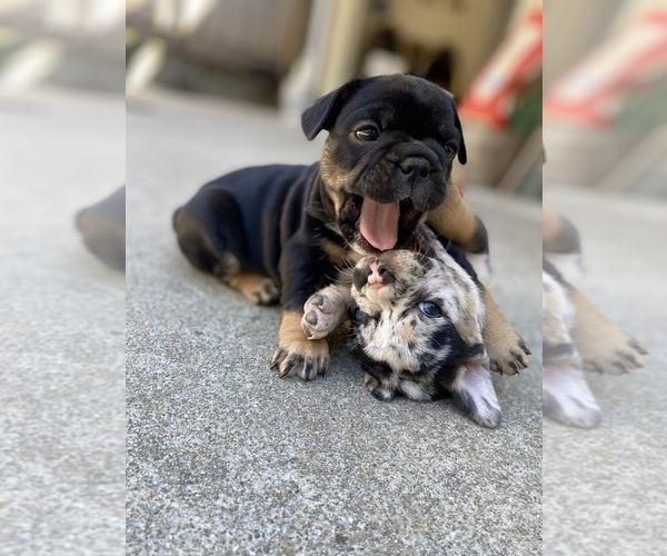 Medium Photo #1  Breeder Profile in PINOLE, CA, USA