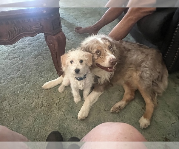 Medium Photo #1  Breeder Profile in ANZA, CA, USA