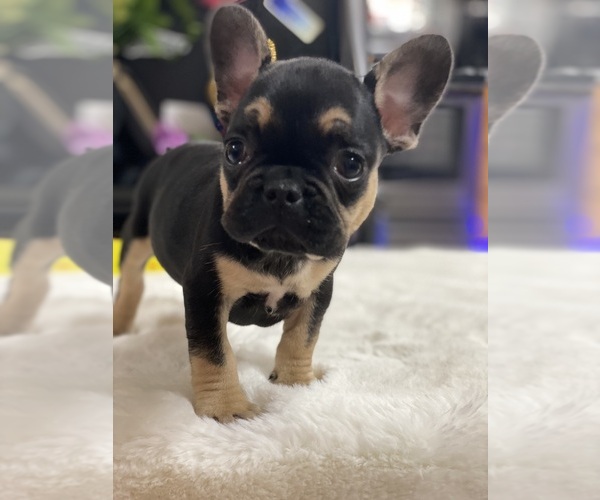 Medium Photo #1  Breeder Profile in MARSHVILLE, NC, USA