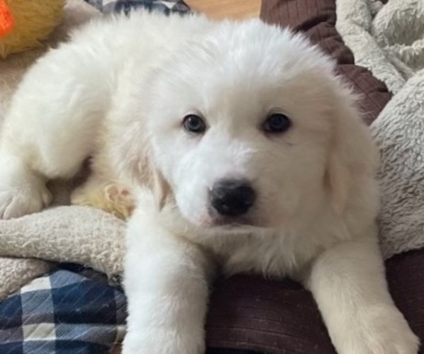 Medium Photo #1  Breeder Profile in ZIMMERMAN, MN, USA