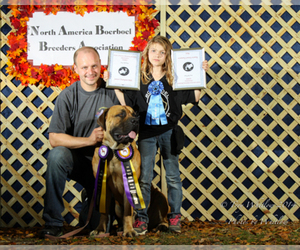 Boerboel Dog Breeder near DILLWYN, VA, USA