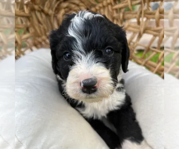 Medium Photo #10  Breeder Profile in GILBERT, AZ, USA