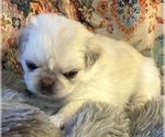 Small #9 Breeder Profile image
