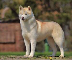 Siberian Husky Dog Breeder near Corbeanca, Ilfov, Romainia